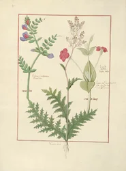 Illustration du Livre des simples médecines par Mattheaus Platearius